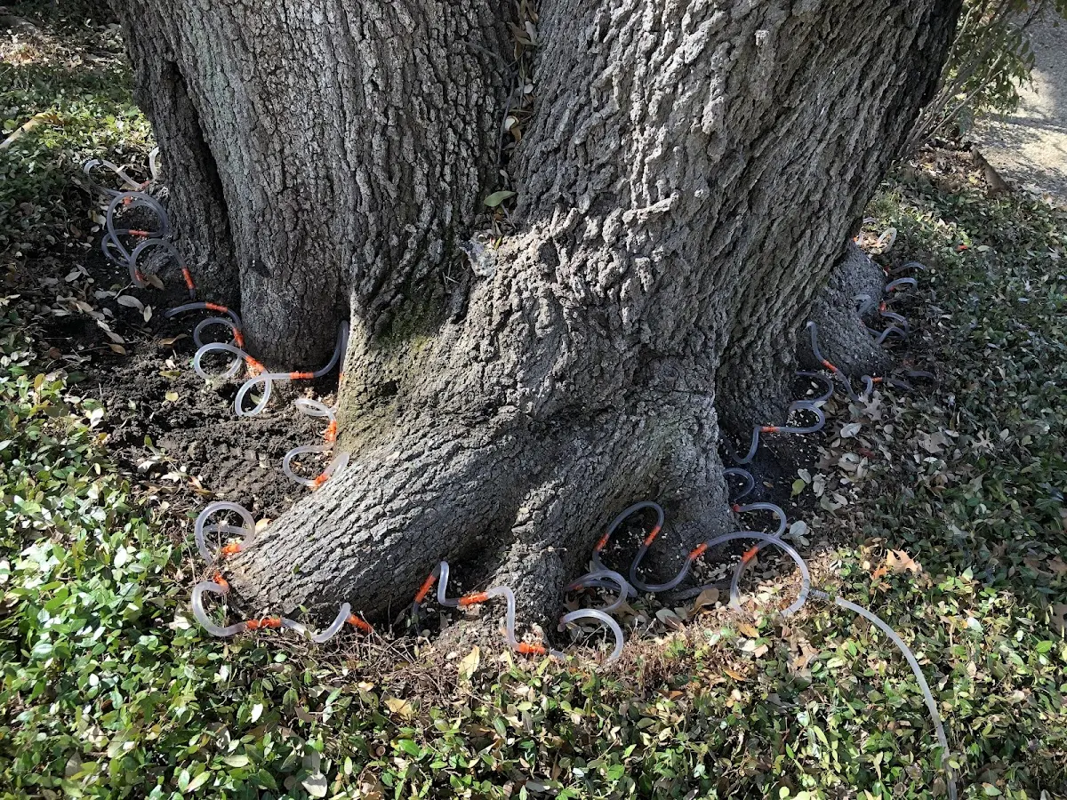 Detailed Tree Cabling and Bracing job site in Camargo